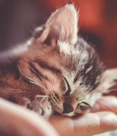 Image Link For Soins pour un chaton nouveau-né