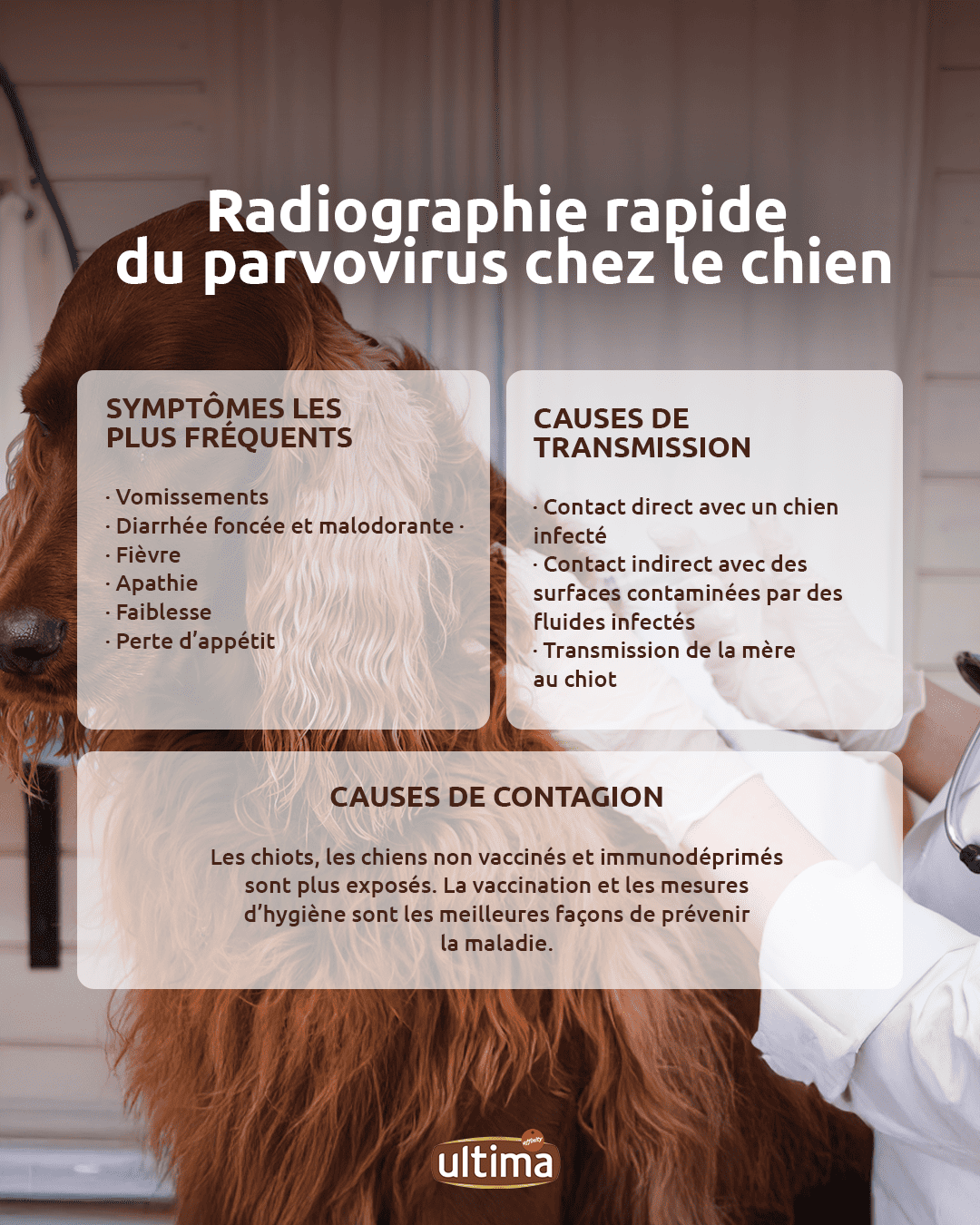 Infographie intitul&eacute;e &ldquo;Radiographie rapide du parvovirus chez le chien&rdquo;. Sympt&ocirc;mes les plus fr&eacute;quents : vomissements, diarrh&eacute;e fonc&eacute;e et malodorante, fi&egrave;vre, apathie, faiblesse et perte d&rsquo;app&eacute;tit. Causes de transmission : contact direct avec un chien infect&eacute; ; contact indirect avec des surfaces contamin&eacute;es par des fluides infect&eacute;s ; transmission de la m&egrave;re au chiot. Les chiots, les chiens non vaccin&eacute;s et immunod&eacute;prim&eacute;s sont plus expos&eacute;s. La vaccination et les mesures d&rsquo;hygi&egrave;ne sont les meilleures fa&ccedil;ons de pr&eacute;venir la maladie.