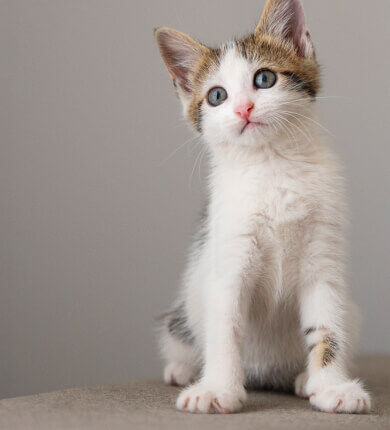 Image Link For Peut-on éduquer un chat ? Réponses ici