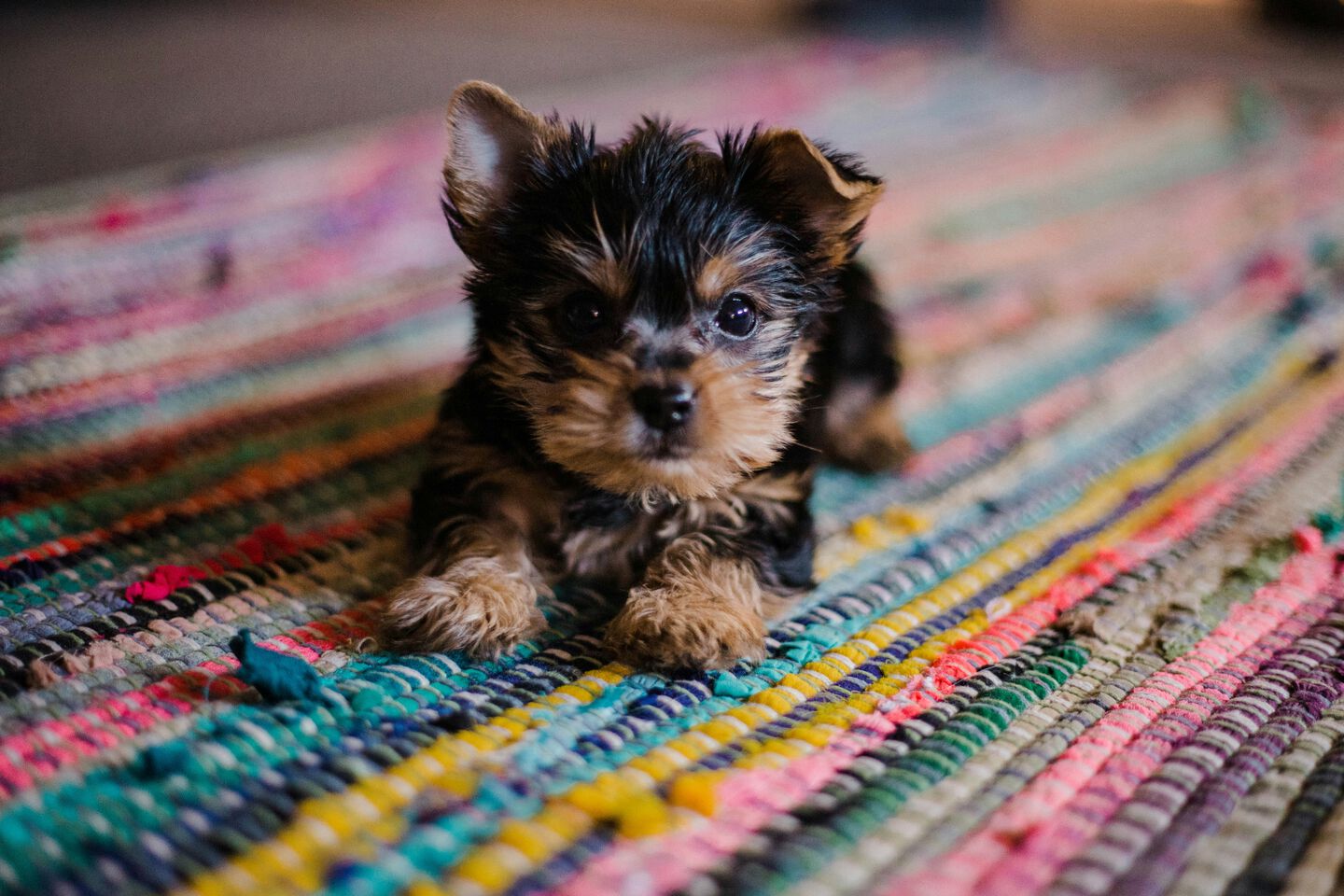 Petit chien allongé sur le tapis