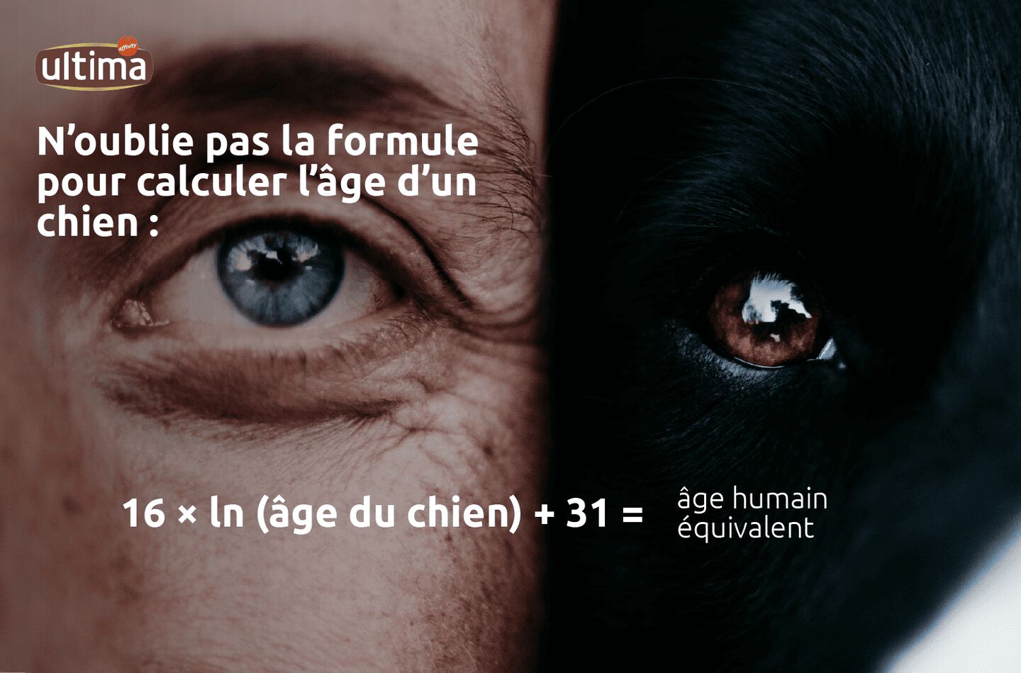 « N’oublie pas la formule pour calculer l’âge d’un chien : 16 × ln (âge du chien) + 31 = âge humain équivalent ».