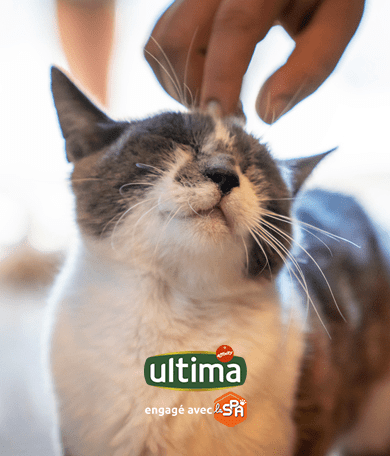 Image Link For Accueillir un nouveau chaton : conseils