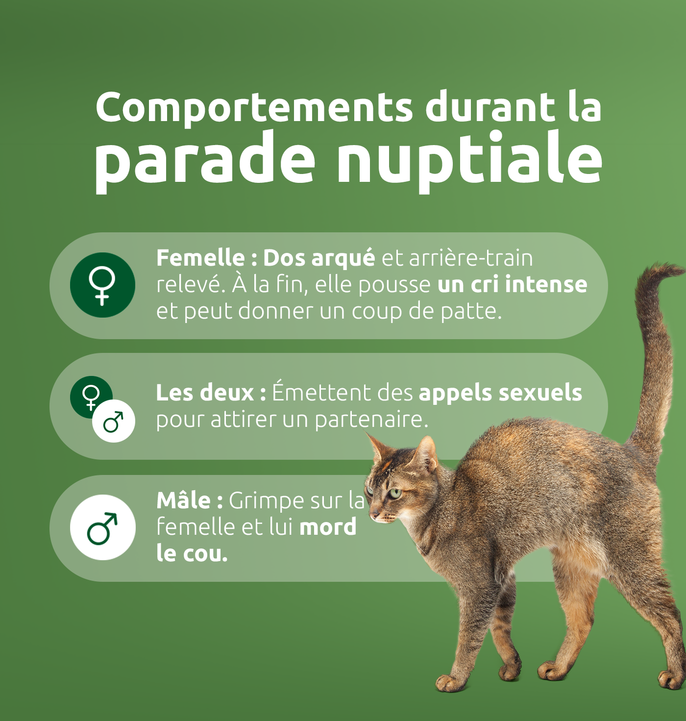 Parade nuptiale chat
