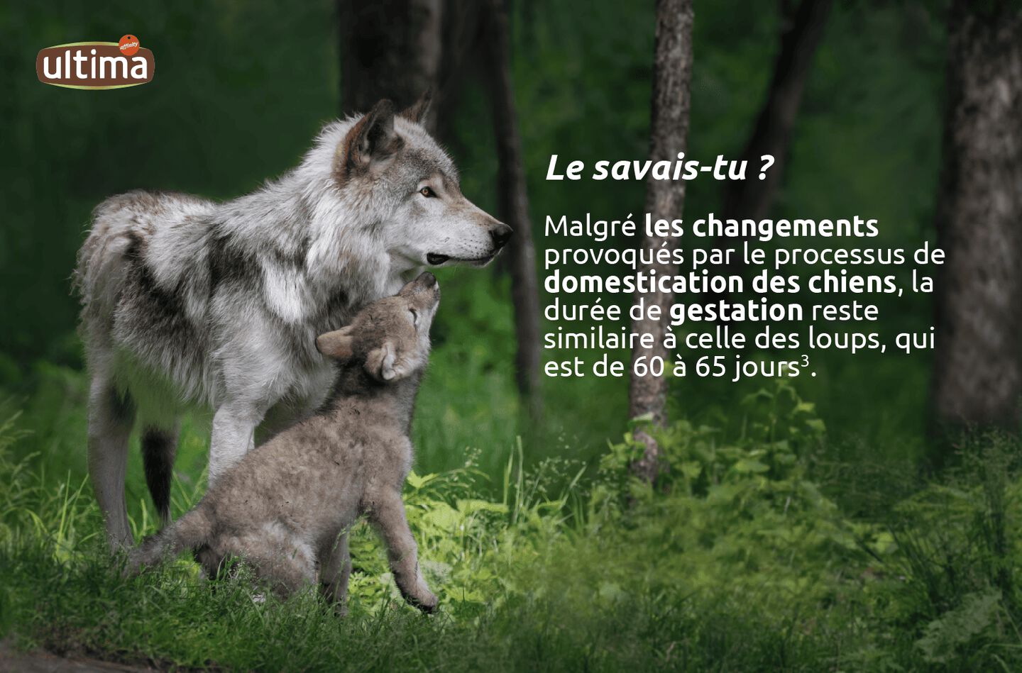 Durée de gestation pour les chiennes : 60-65 jours