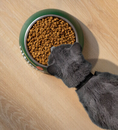 Image Link For Comment bien nourrir son chat ?