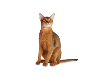 Chat abyssin
