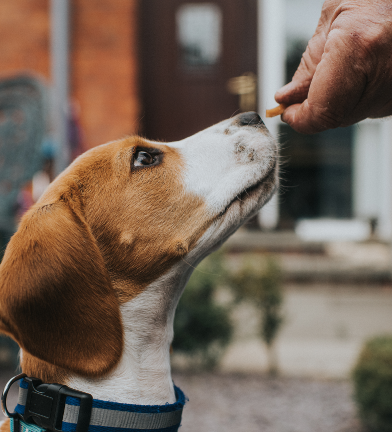 Image Link For Friandises pour petit chien : combien ?