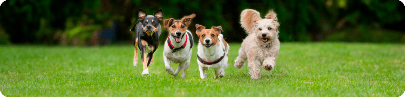 4 chiens courant dans le pré