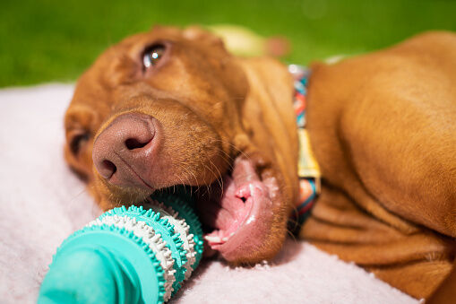Chien mordant un jouet