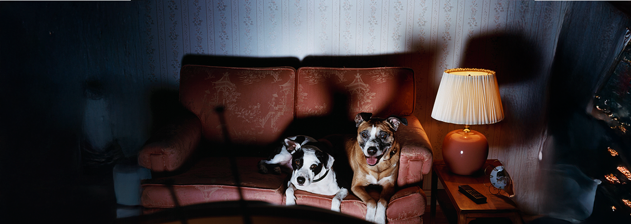 18 films avec des chiens qui ont des histoires &eacute;mouvantes &agrave; (re)d&eacute;couvrir !