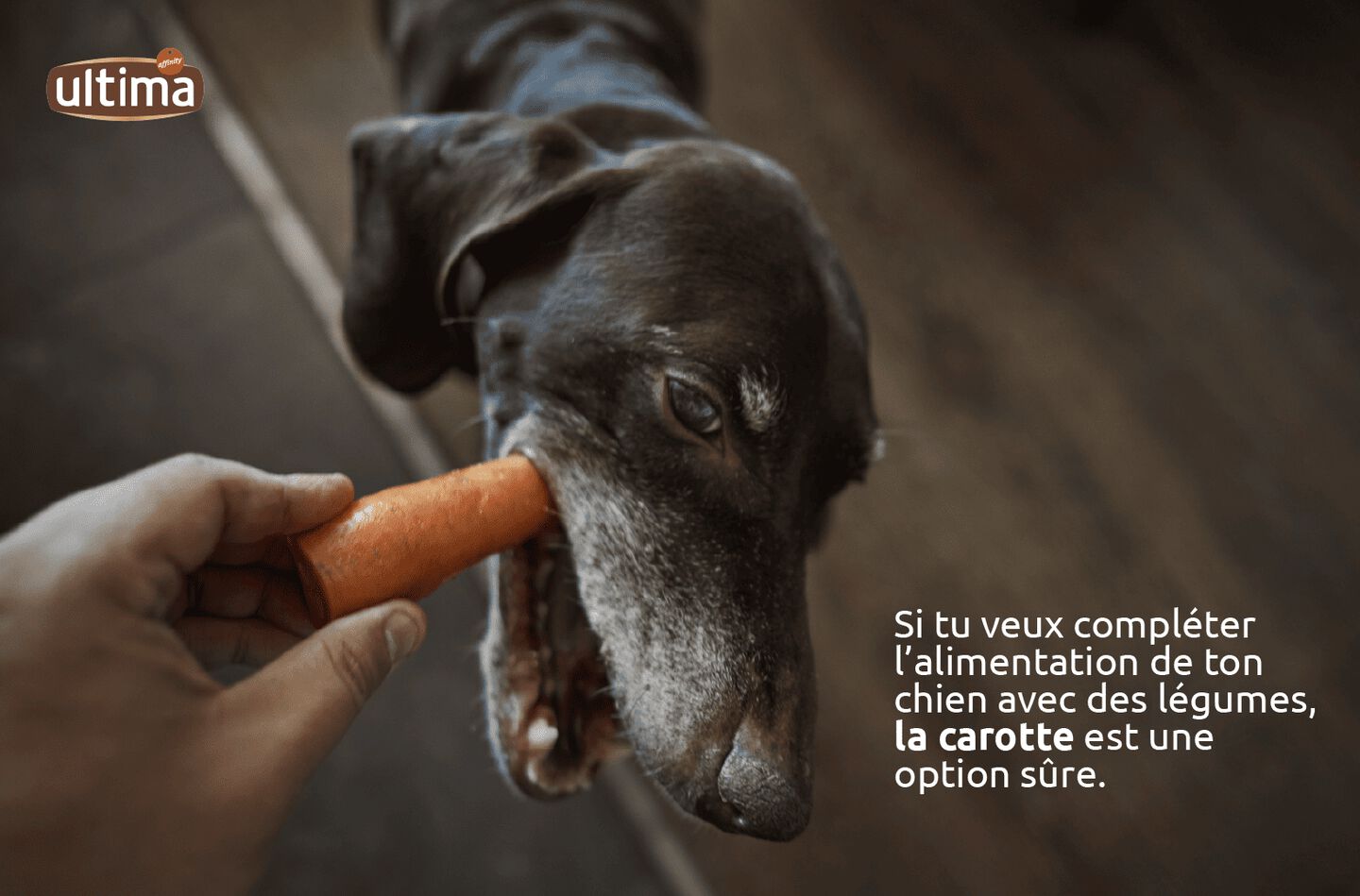 Chien tenant une carotte dans la gueule.