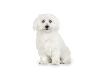 Bichon maltais