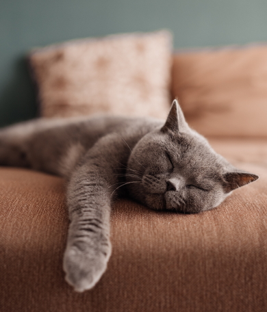 Image Link For À quel âge un chat est adulte ?