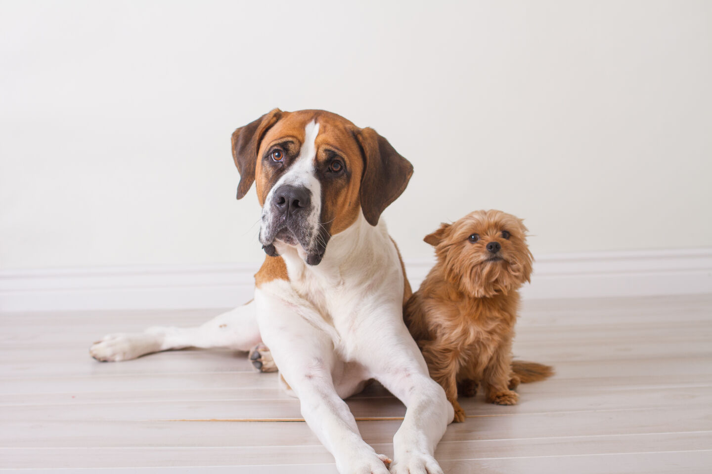 Chiens couchés sur le sol