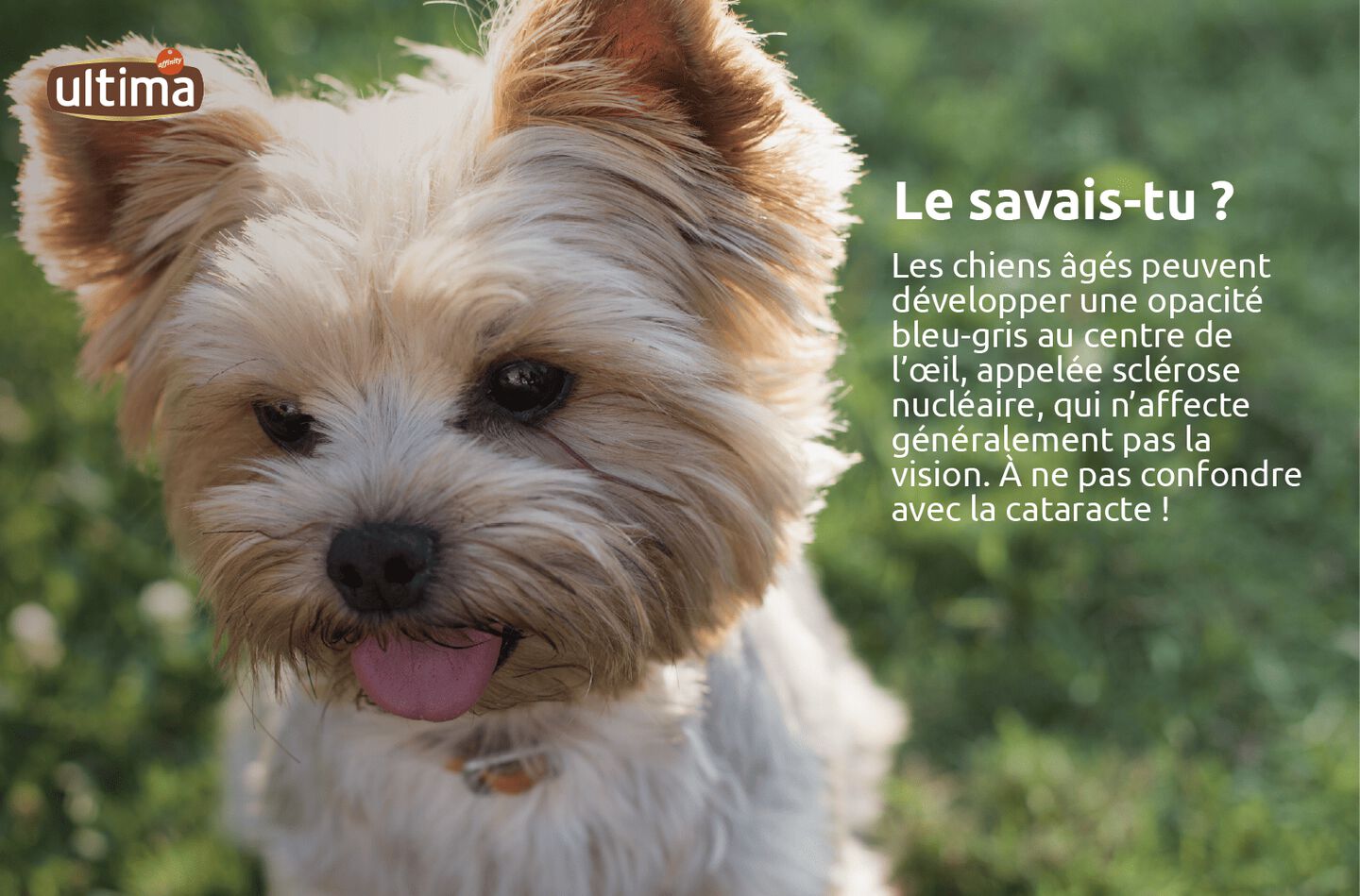 Photographie d’un petit chien senior au museau blanchi et aux yeux foncés, mais avec un centre bleu-gris. Texte : “Le savais-tu ? Les chiens âgés peuvent développer une opacité bleu-gris au centre de l’œil, appelée sclérose nucléaire, qui n’affecte généralement pas la vision. À ne pas confondre avec la cataracte !”