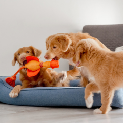 Image Link For Nom de chien en B