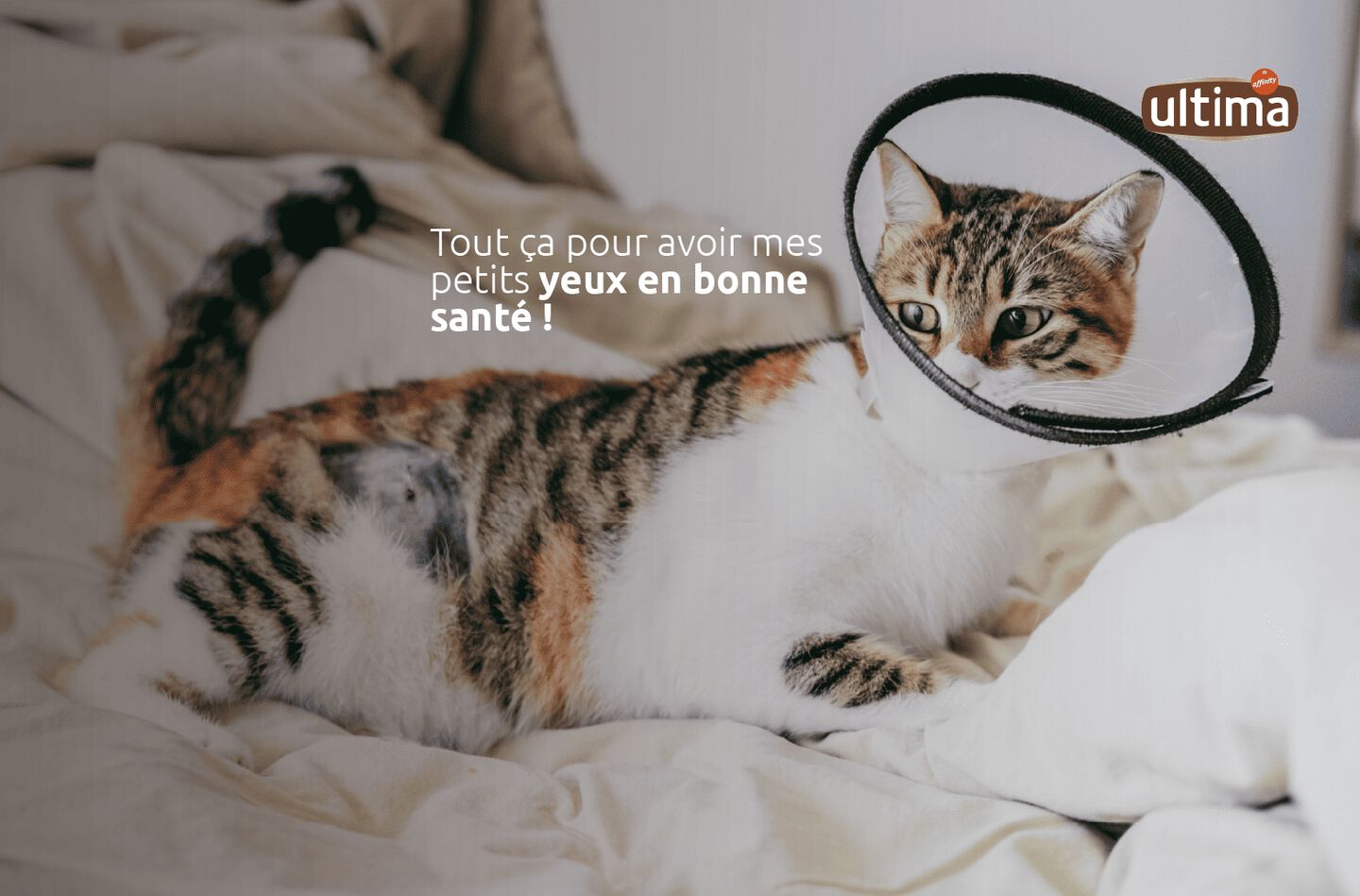 Photo d’un chat avec conjonctivite et collerette Elizabethan. Texte : « Tout ça pour avoir mes petits yeux en bonne santé ! »