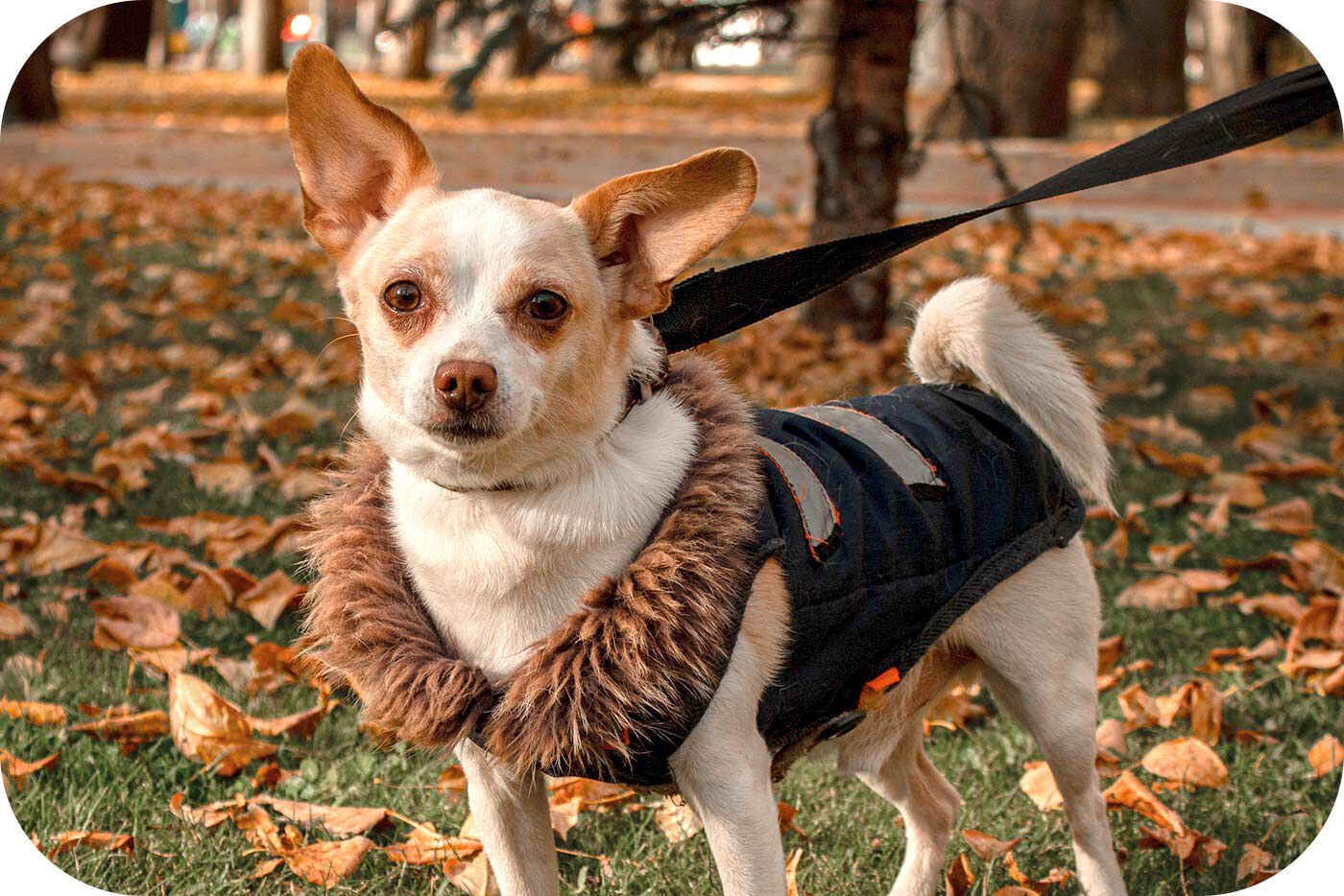 chihuahua dans un parc