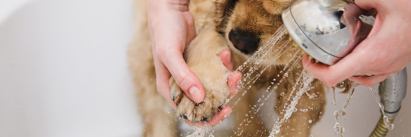 Conseils élémentaires d’hygiène si vous vivez avec un chien ou un chat