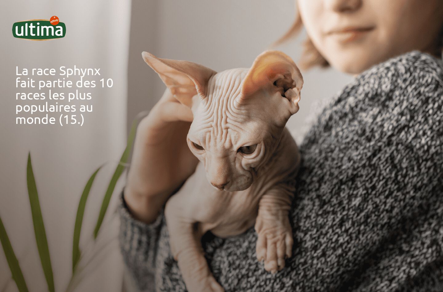 Photographie d&rsquo;un chat Sphynx dans les bras de sa pet parent, regardant vers le bas. 