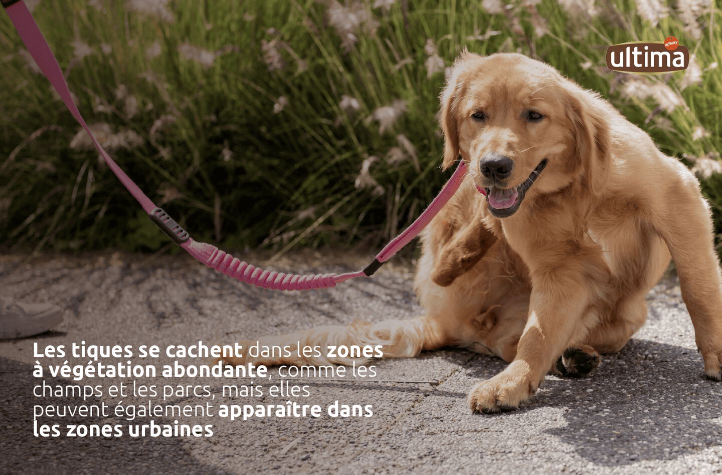 Chien dans un champ. Texte : "Les tiques se cachent dans les zones à végétation abondante, comme les champs et les parcs, mais elles peuvent également apparaître dans les zones urbaines."