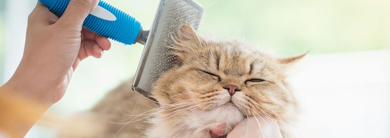 pellicules chez le chat