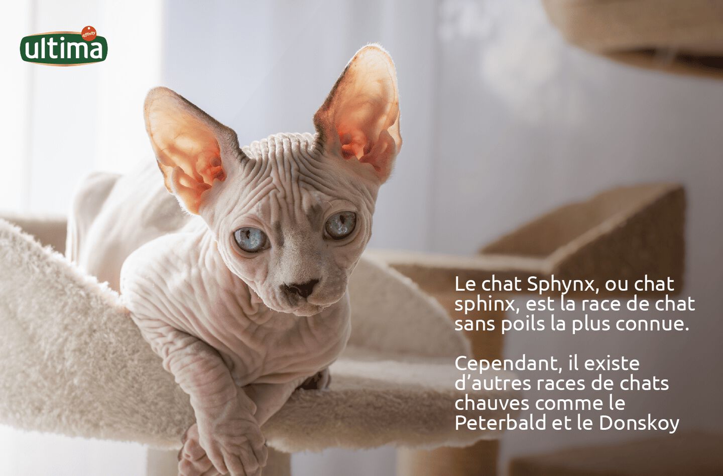 Photographie d&rsquo;un chat Sphynx sur un arbre &agrave; chat.