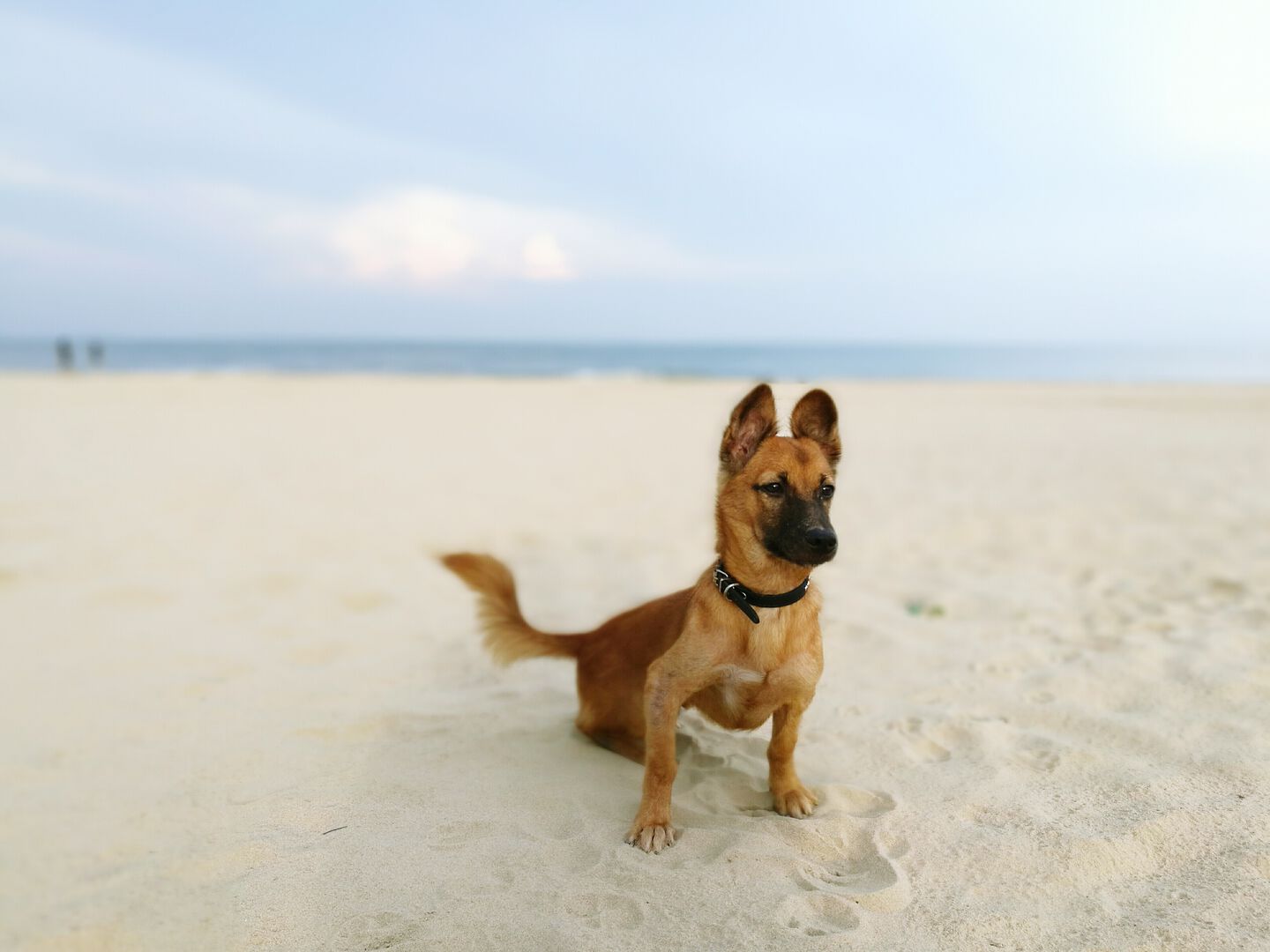 Chien sur la plage