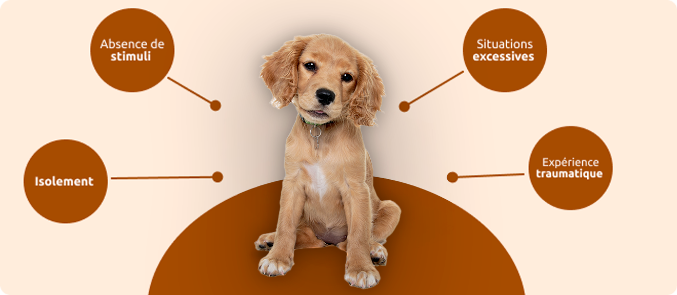 erreurs les plus courantes pendant la socialisation du chiot 