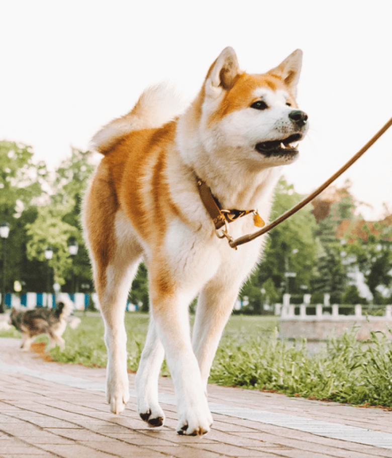 Image Link For Les 10 cl&eacute;s d&rsquo;une bonne promenade avec votre chien