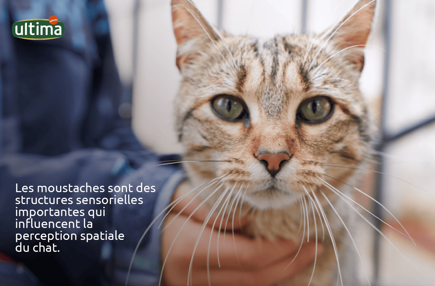 Photographie d&rsquo;un chat gris avec de longues moustaches blanches et des yeux verts regardant vers le haut.