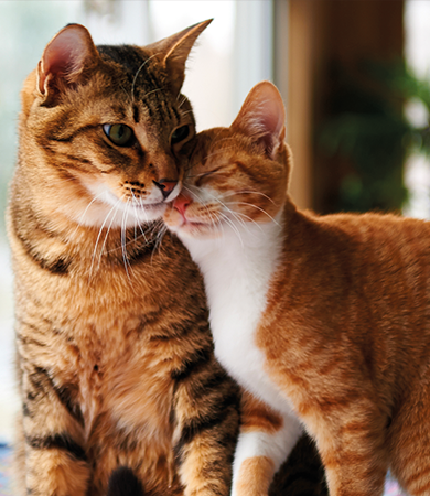 Image Link For Comportement mâles vs femelles chats