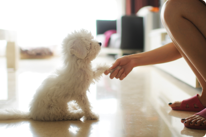 friandises pour chiens