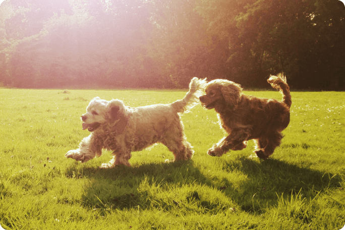 chiens qui jouent