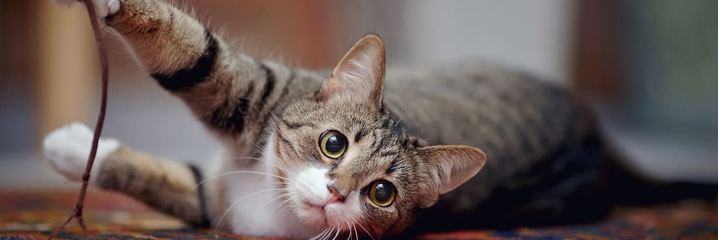 Image Link For Les soins spécifiques que mon chat stérilisé a besoin ?