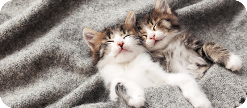Chatons endormis