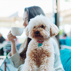 Image Link For Toutes les races de petits chiens : un guide complet pour les identifier