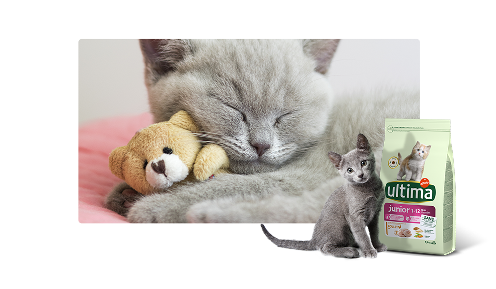 Pack d'images de chaton nouveau-né