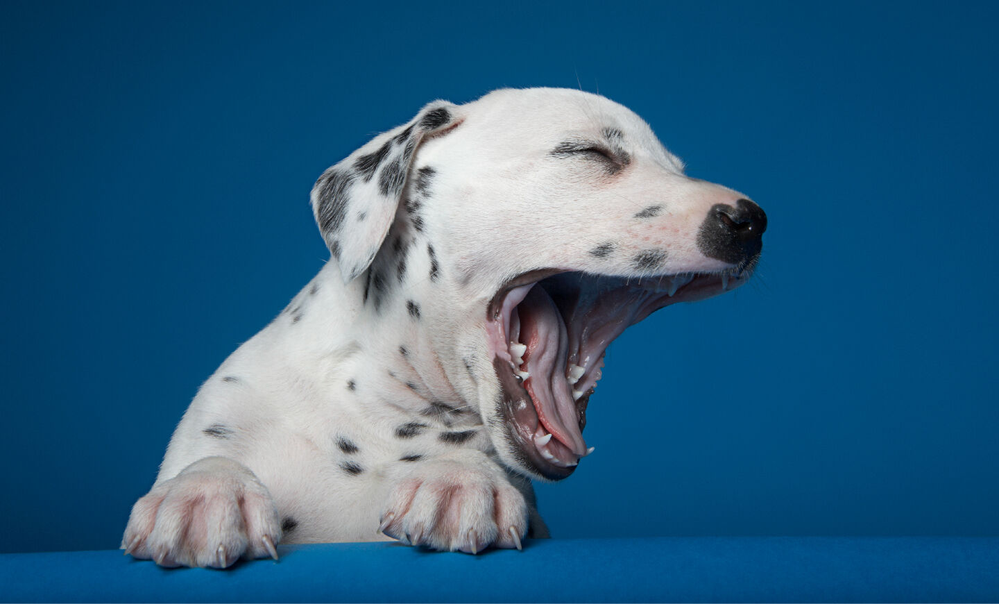 Les 100 premiers jours avec votre chien