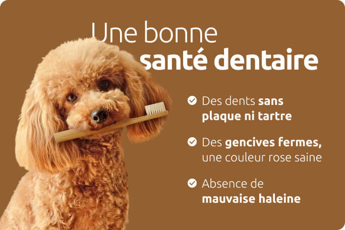 Une bonne santé dentaire