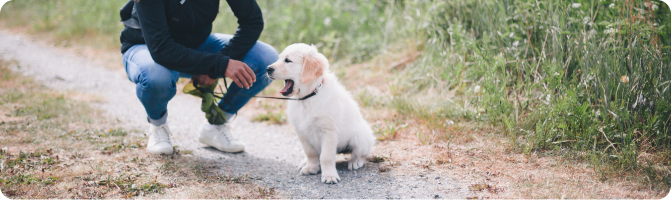 Chiot qui marche