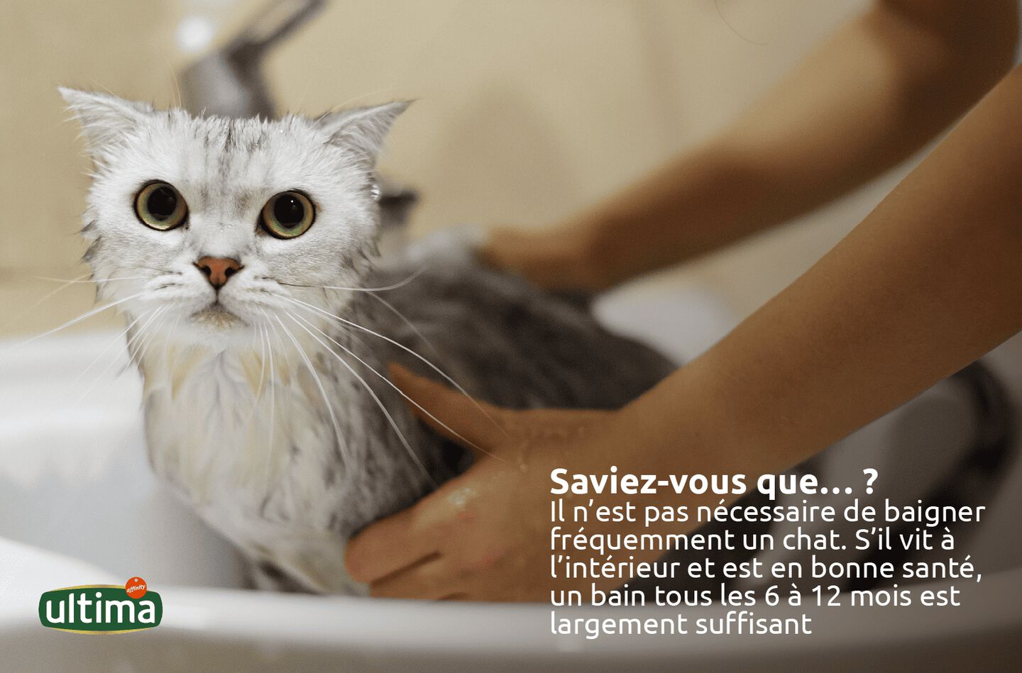 Photo d&rsquo;un chat gris en train d&rsquo;&ecirc;tre s&eacute;ch&eacute; avec une serviette apr&egrave;s le bain. Texte : &ldquo;Saviez-vous que&hellip; ? Il n&rsquo;est pas n&eacute;cessaire de baigner fr&eacute;quemment un chat. S&rsquo;il vit &agrave; l&rsquo;int&eacute;rieur et est en bonne sant&eacute;, un bain tous les 6 &agrave; 12 mois est largement suffisant.&rdquo; Texte de la bulle sur le chat : &ldquo;Je peux me laver tout seul !&rdquo;    