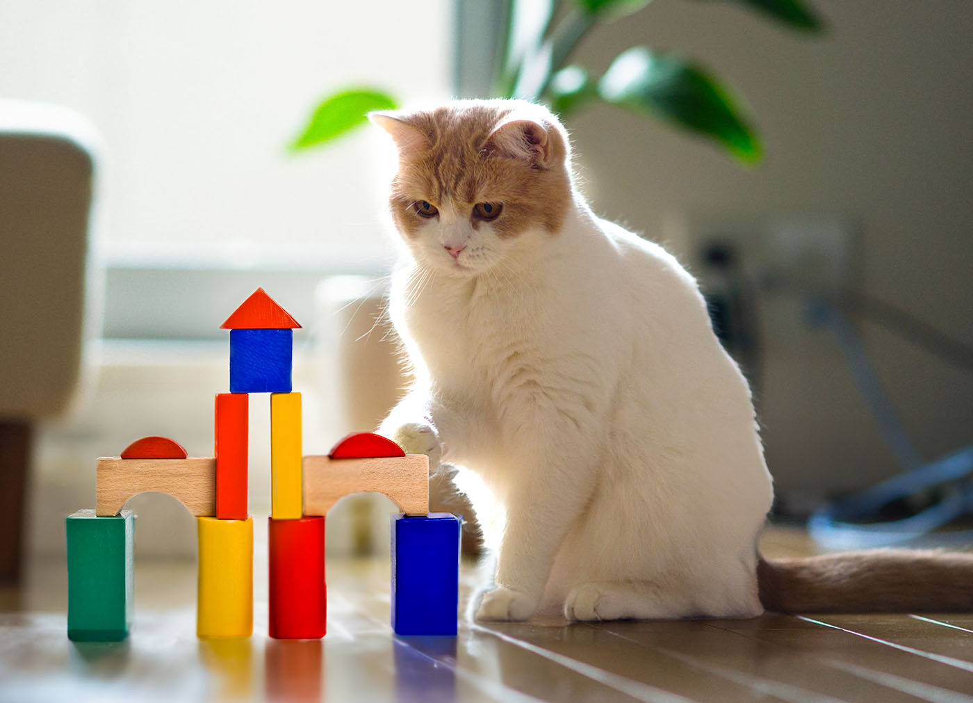 chat qui joue