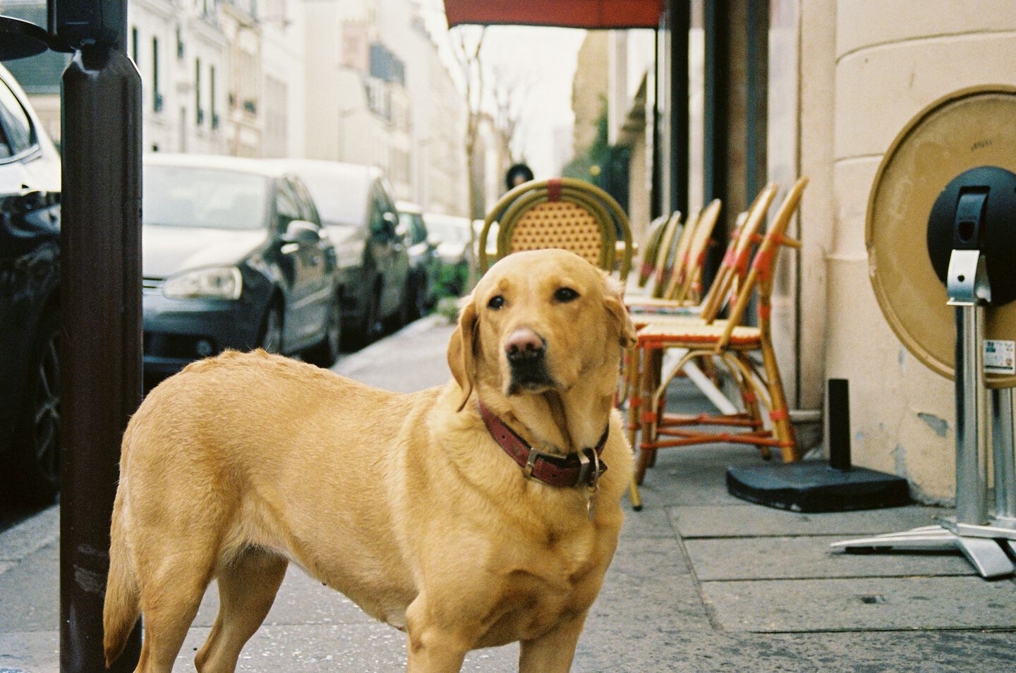Chien dans la rue