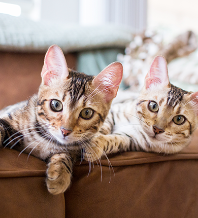 Image Link For Cohabitation entre deux chats : conseils