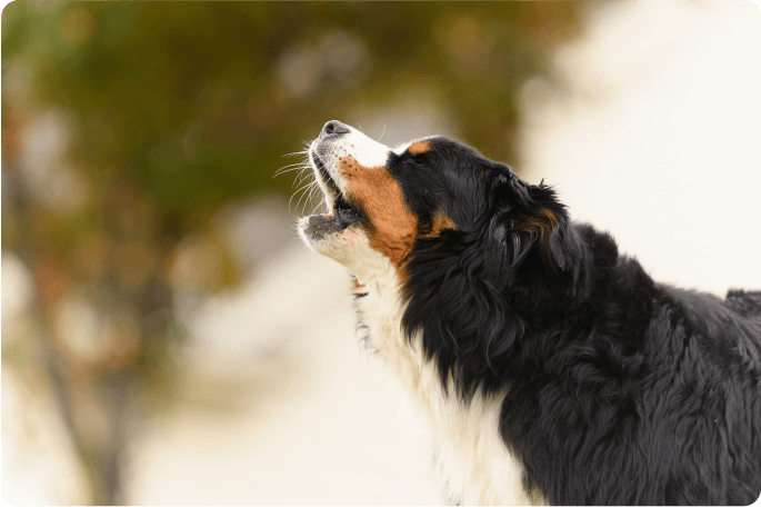 chien hurlant
