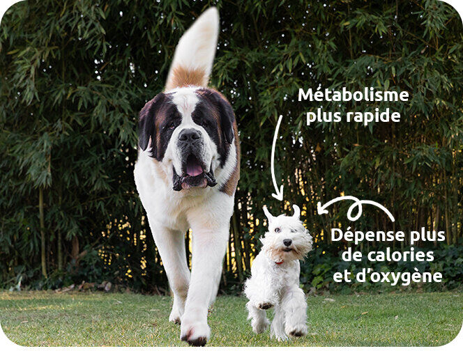 deux chiens marchant ensemble