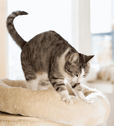 Image Link For Pourquoi les chats pétrissent-ils ? 