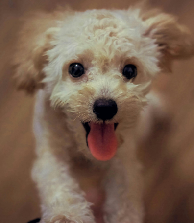 Image Link For Noms de chien en V (2024)