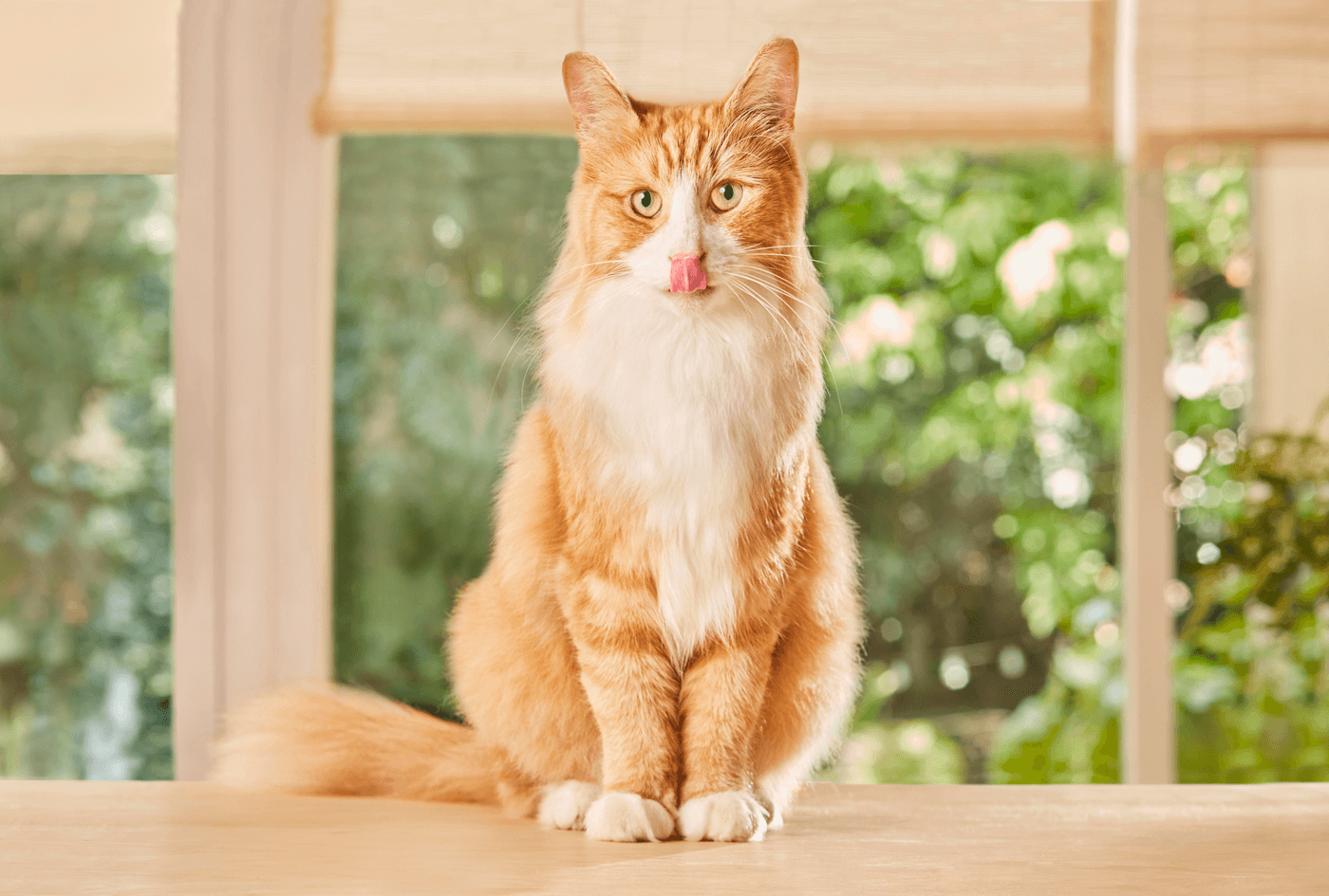 Chat léchant